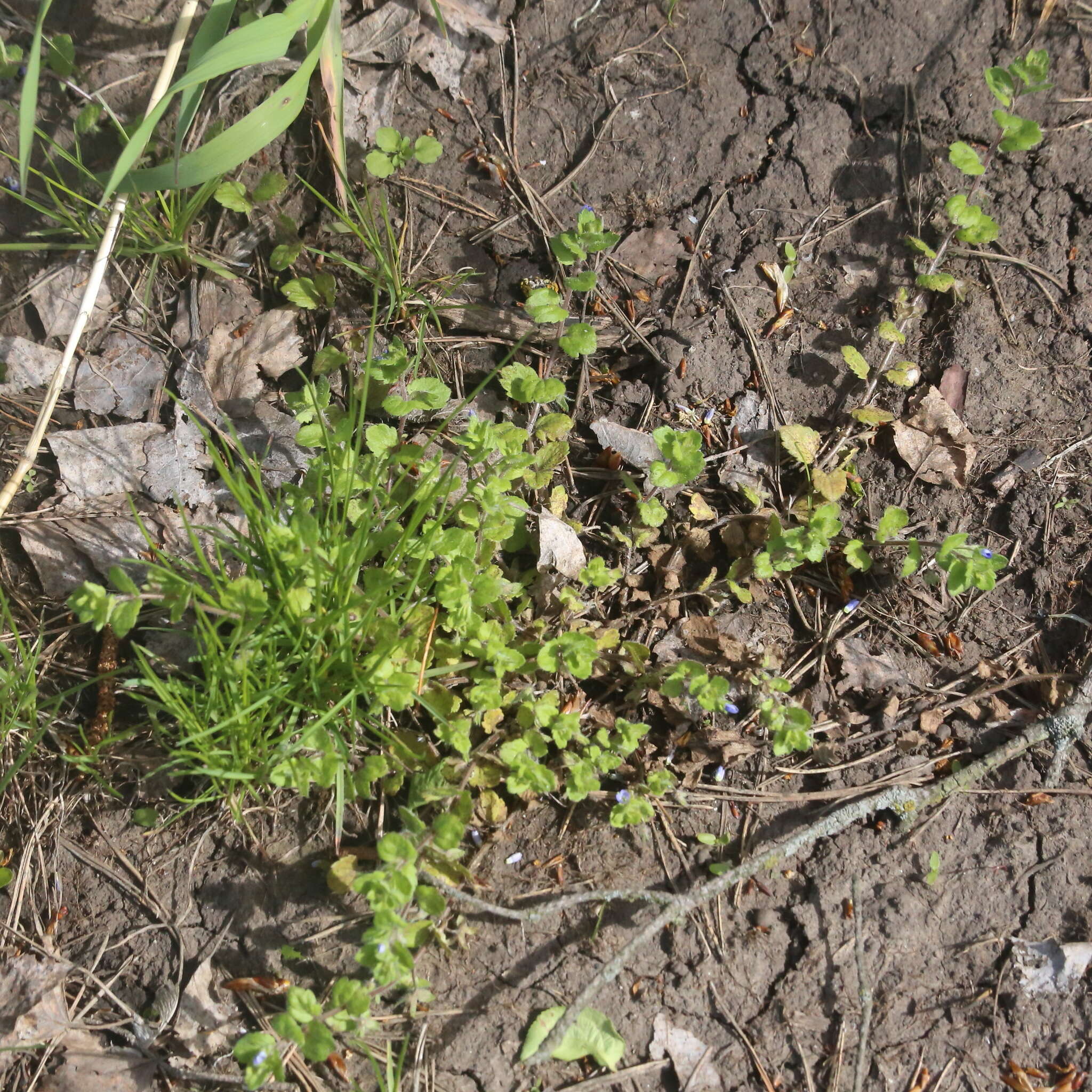 Image of Veronica opaca Fries