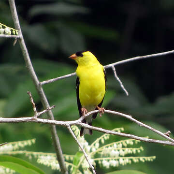 Image of American Goldfinch