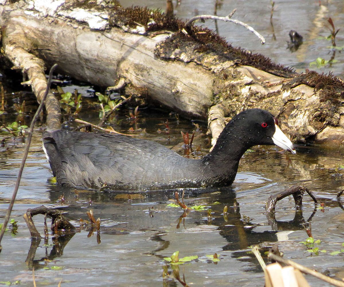 Image of Fulica Linnaeus 1758