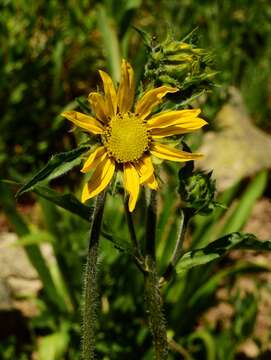 Image of Aspen Sunflower