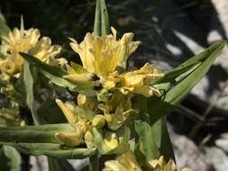 Imagem de Gentiana burseri subsp. villarsii (Griseb.) Rouy