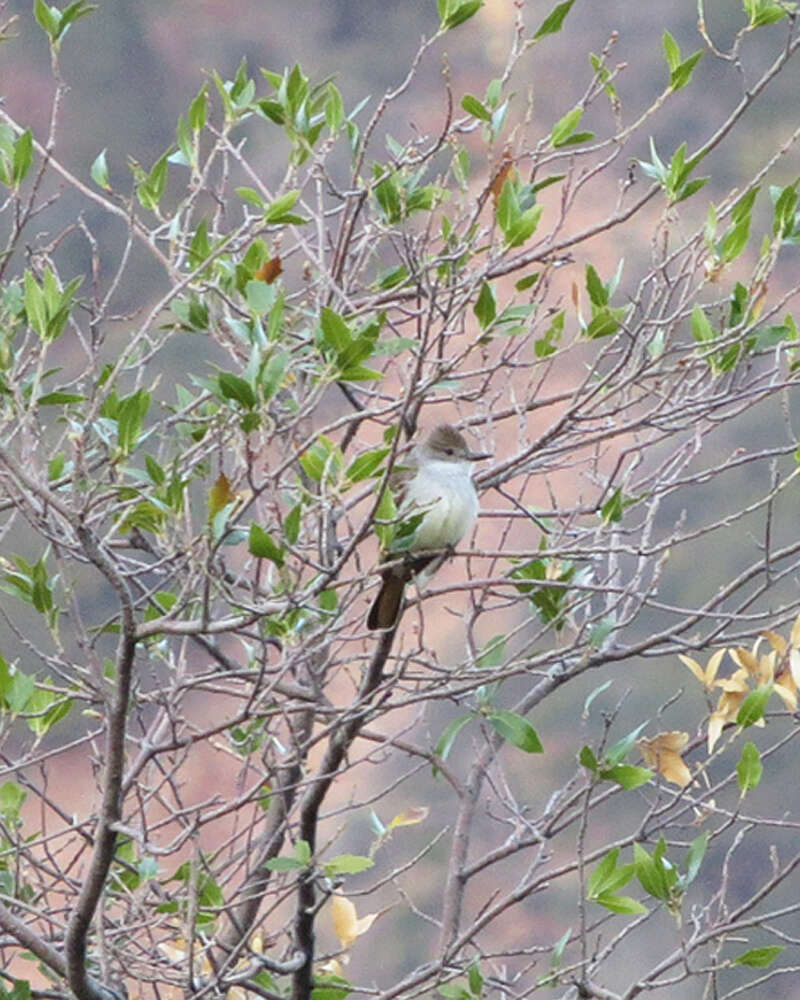 Image of Ash-throated Flycatcher