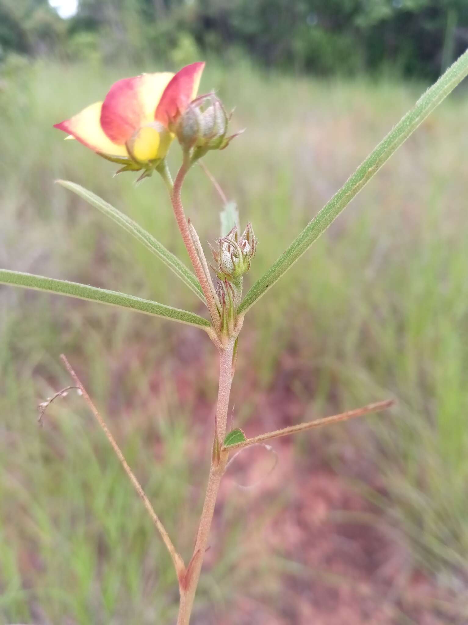 Image of Cheirolaena linearis Benth.