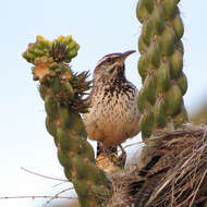 Image of Cactus Wren