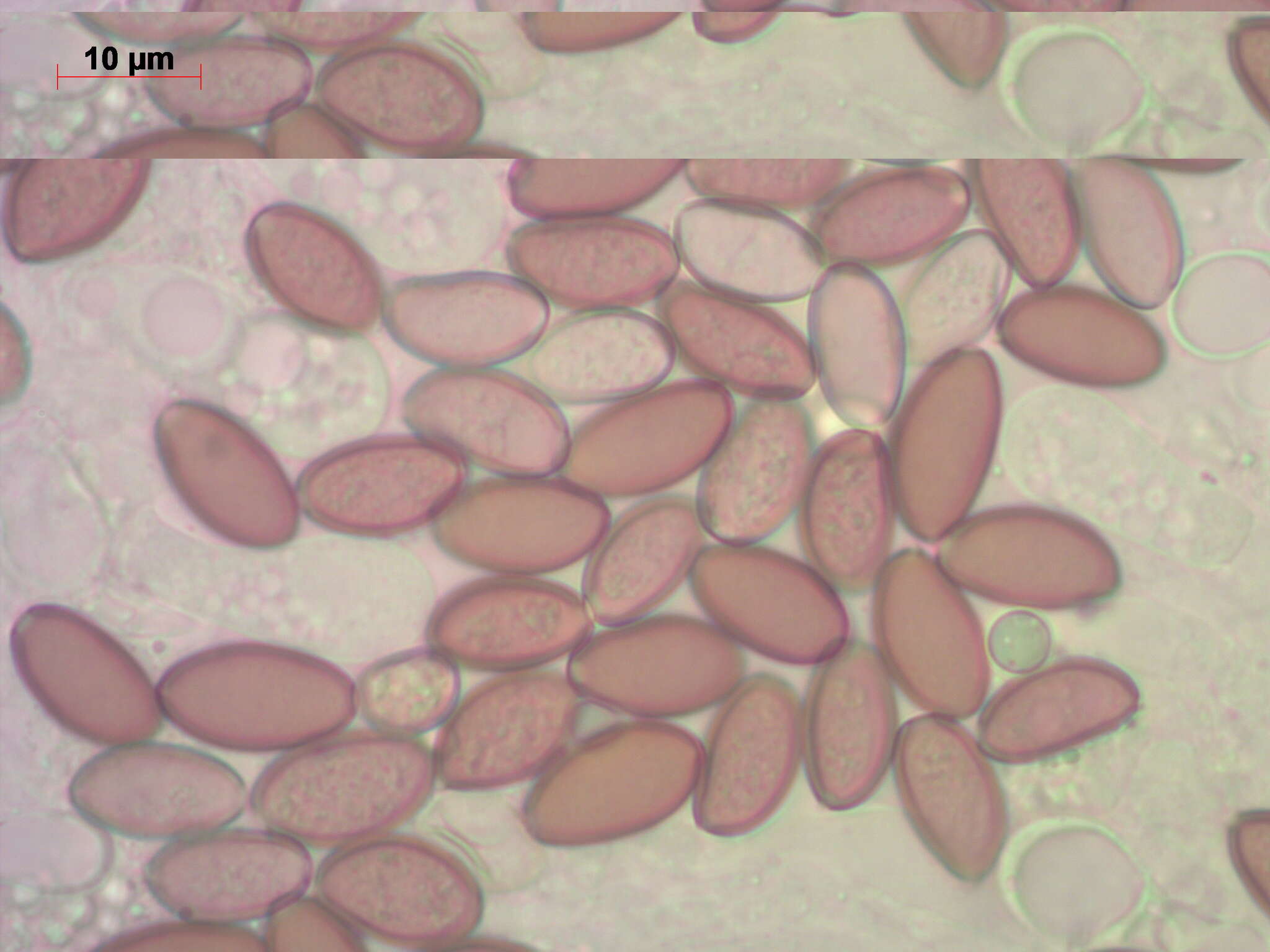 Слика од Leratiomyces magnivelaris (Peck) Bridge & Spooner 2008