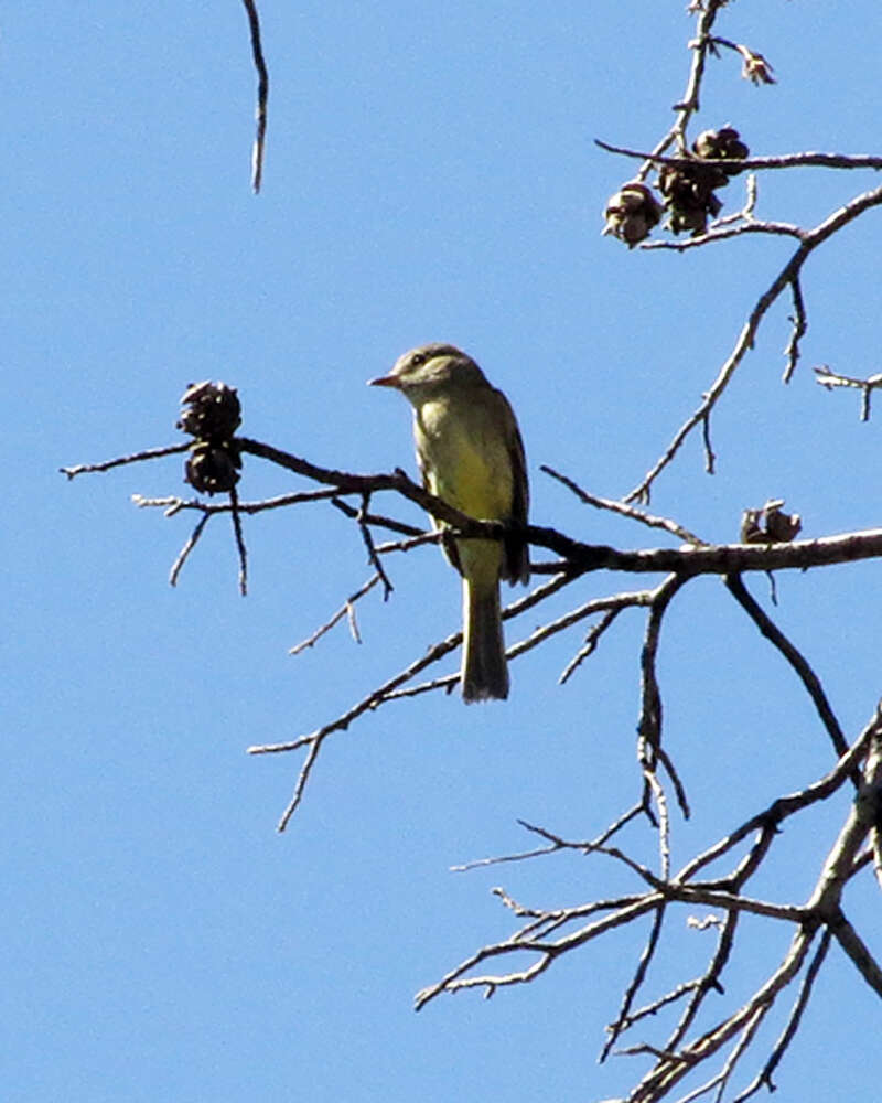 Image of American Dusky Flycatcher