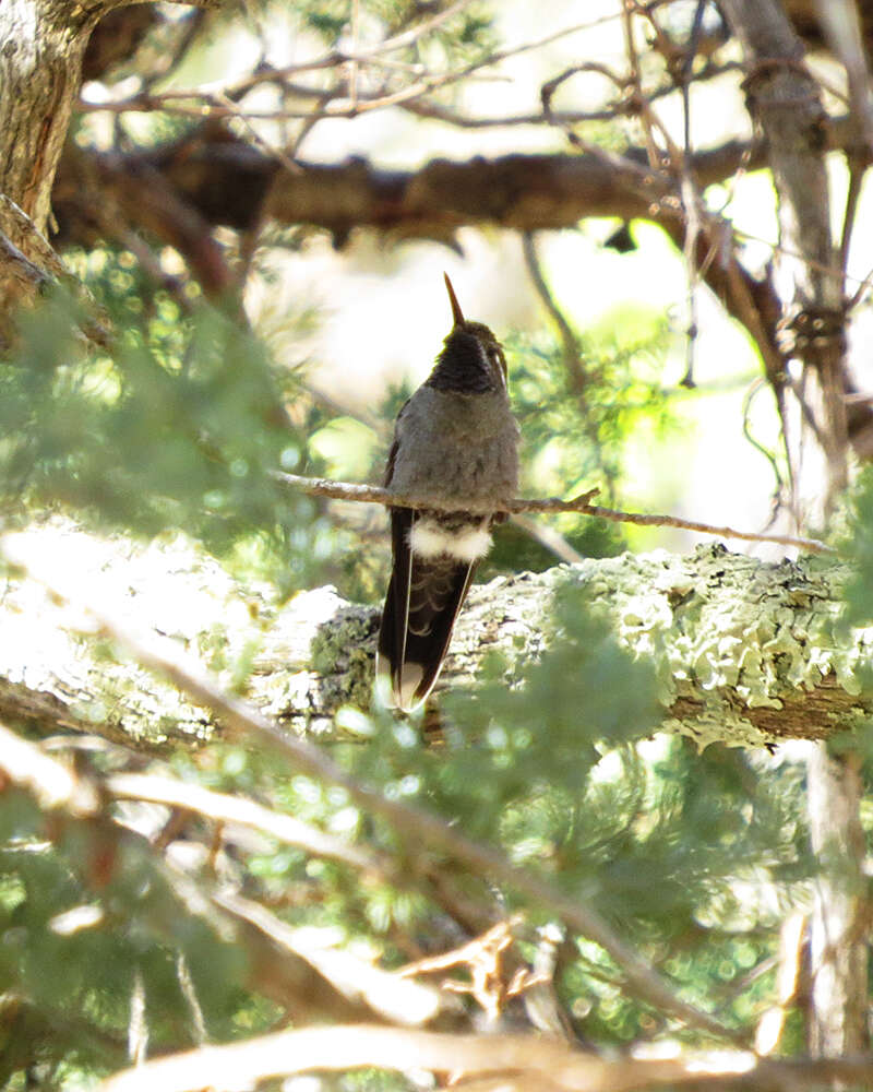 Image of Blue-throated Hummingbird