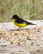 Image of Lesser Goldfinch