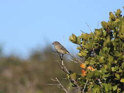 Image of Vireo huttoni unitti Rea 1991