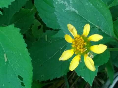 Image of Melanthera latifolia (Gardn.) Cabrera