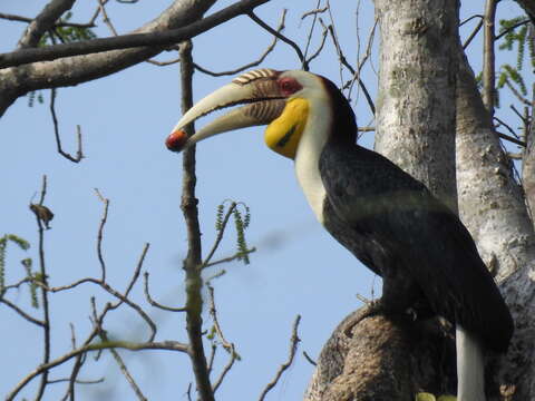 Image of Wreathed Hornbill