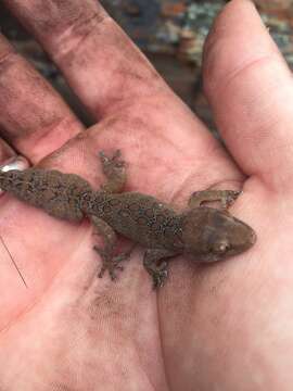 Image of Inland Thick-toed Gecko