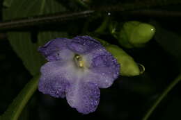 Image of Strobilanthes callosa Wall. ex Nees