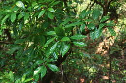 Image of Mastixia arborea (Wight) C. B. Clarke