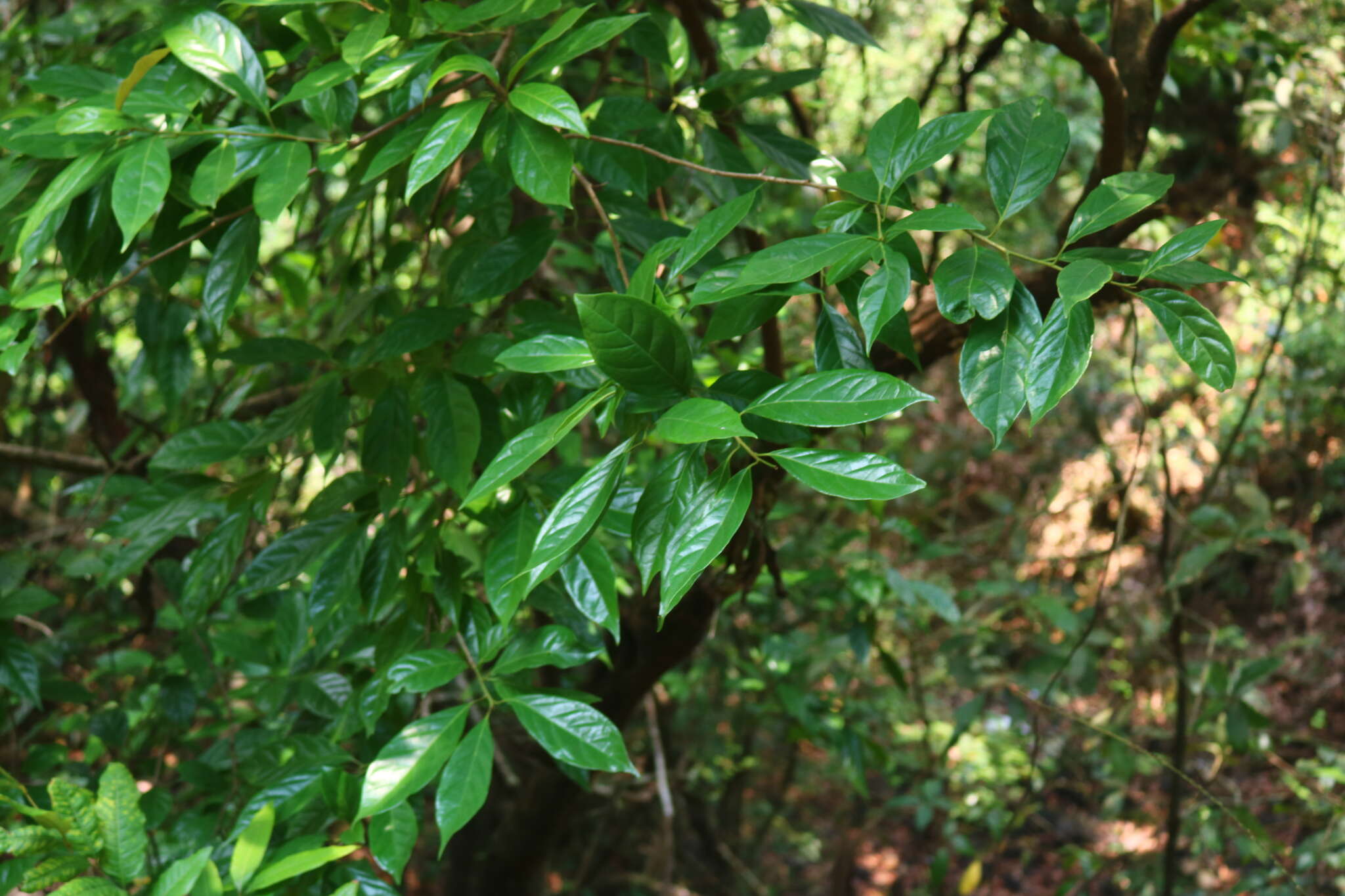 Image of Mastixia arborea (Wight) C. B. Clarke