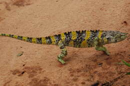 Image of Giant One-Horned Chameleon