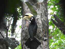 Image of Oriental Pied Hornbill