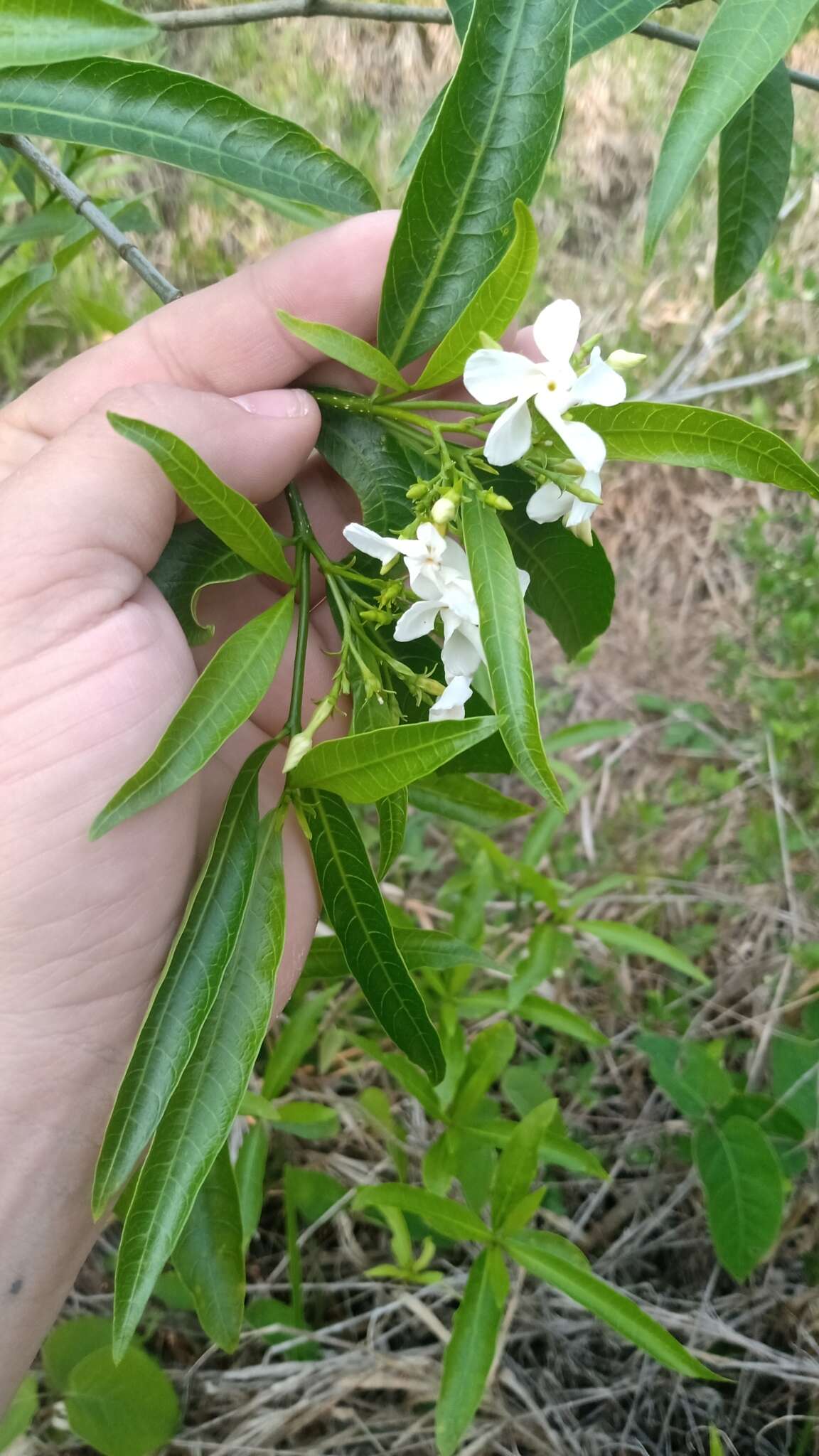 Plancia ëd Tabernaemontana catharinensis A. DC.