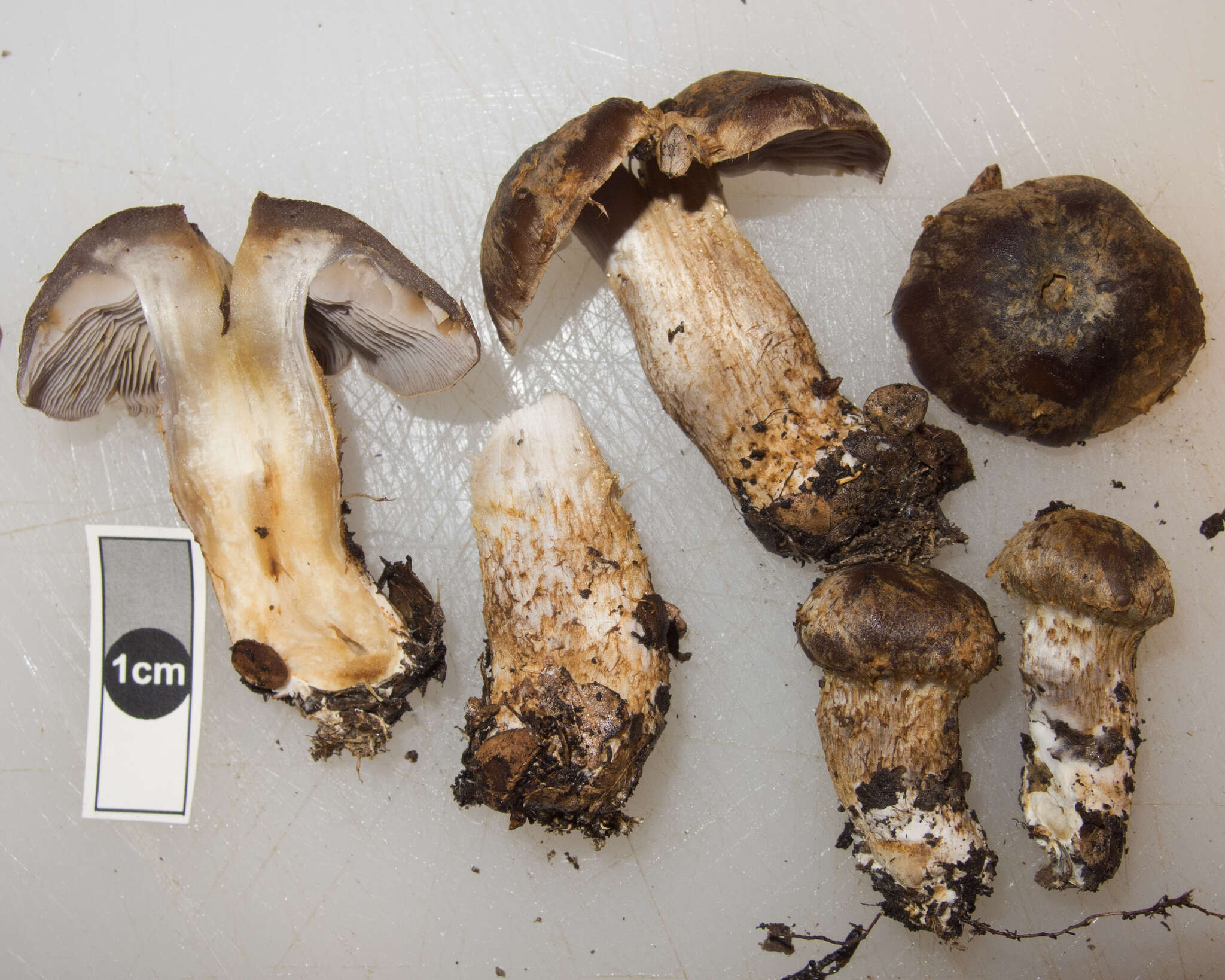 Image of Cortinarius cupreonatus Soop 2001