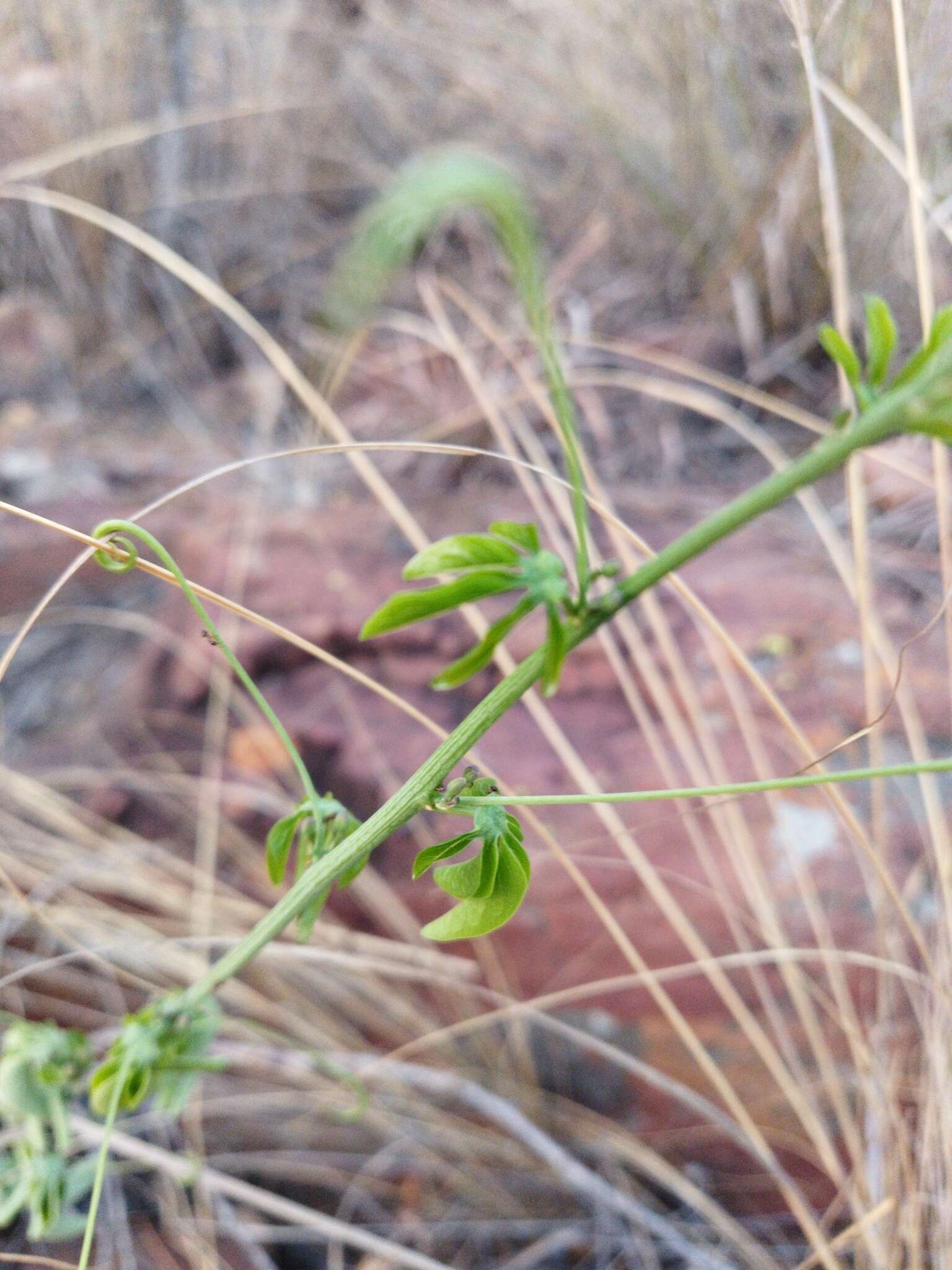 Image of desert rose