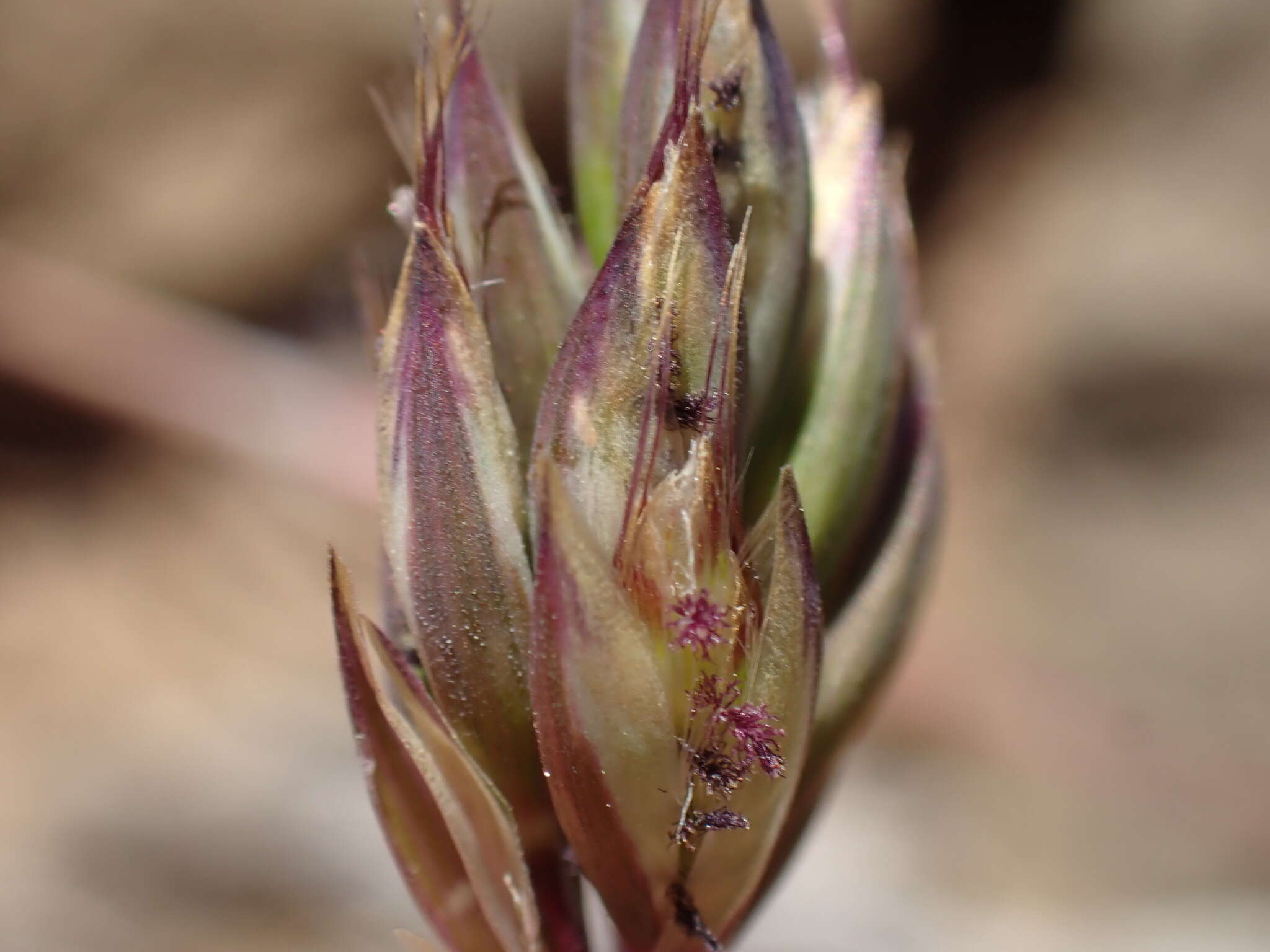 صورة Tribolium purpureum (L. fil.) Verboom & H. P. Linder