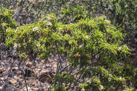 Image of southern mountain misery