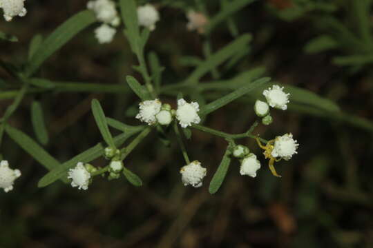 Image of Santa Maria feverfew