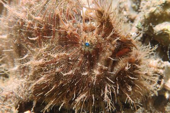 Image of Spitlure Frogfish