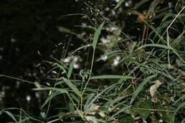 Imagem de Prosphytochloa prehensilis (Nees) Schweick.