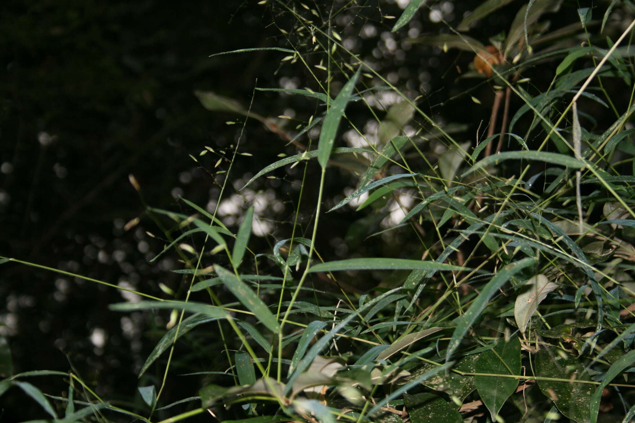 Imagem de Prosphytochloa prehensilis (Nees) Schweick.