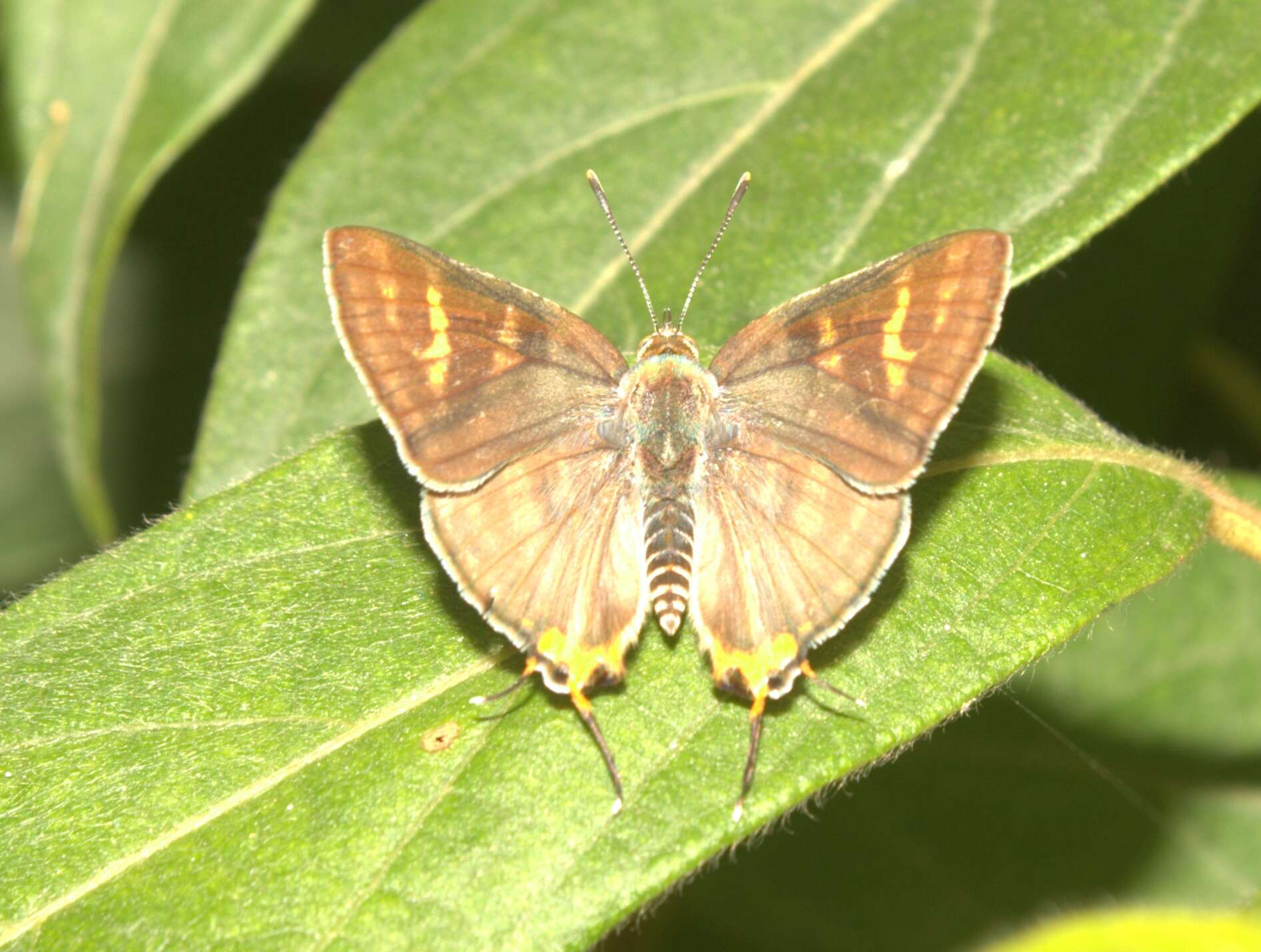 Image of Cigaritis vulcanus