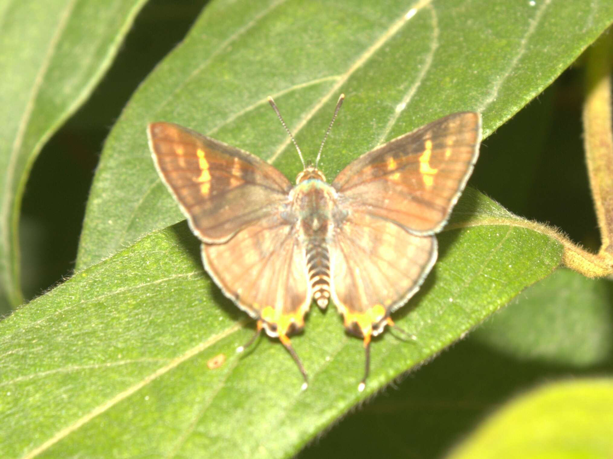 Image of Cigaritis vulcanus