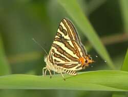 Слика од Cigaritis vulcanus