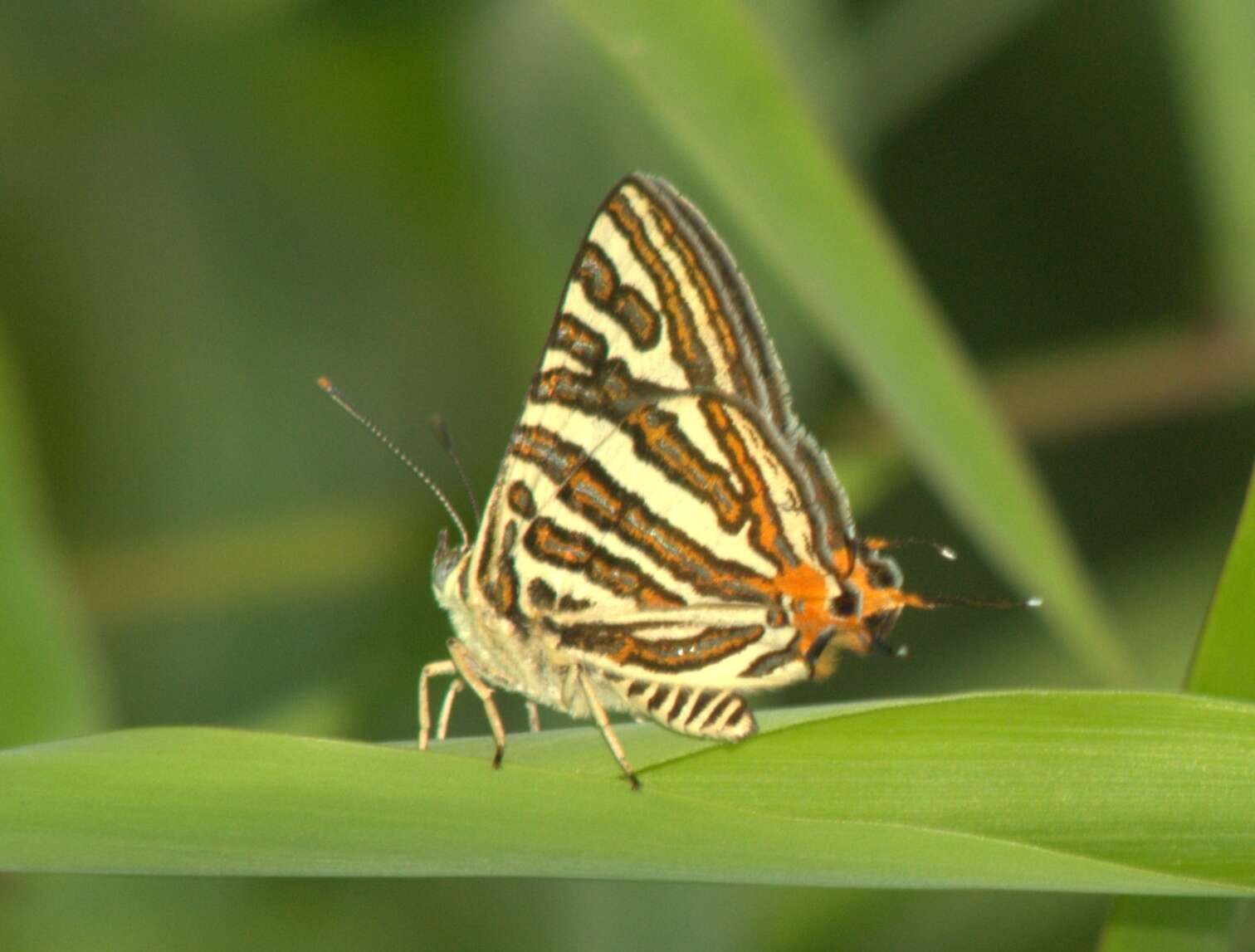 Image of Cigaritis vulcanus