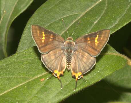 Image of Cigaritis vulcanus