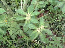 Image of toothed spurge