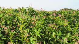 Image of Persicaria ferruginea (Wedd.) Sojak