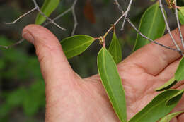 Image of Cassine peragua subsp. affinis (Sond.) R. H. Archer