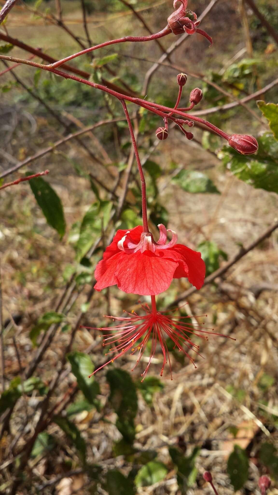 Sivun Hibiscus grandidieri var. phanerandrus (Baker) Hochr. kuva