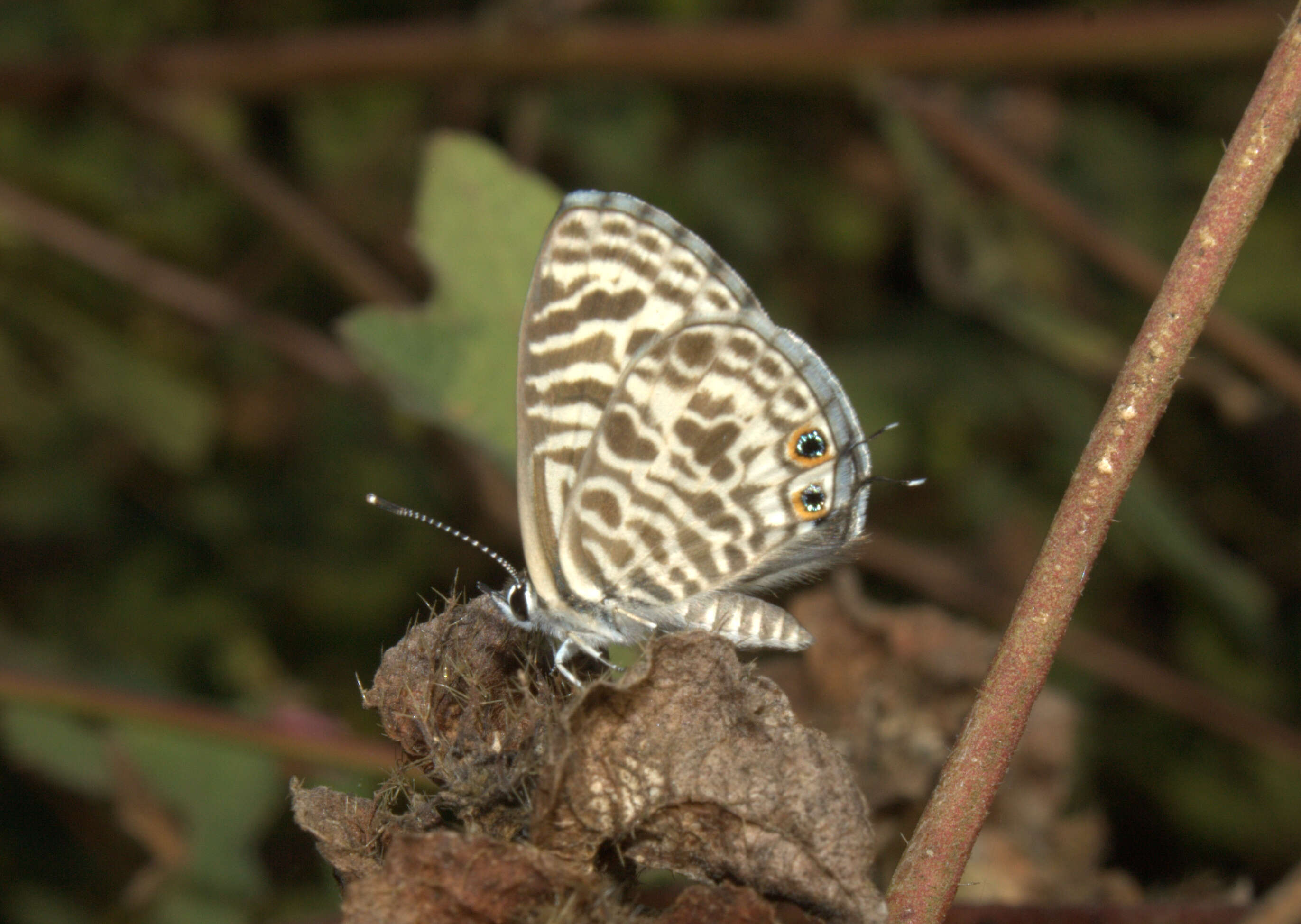 Image of Leptotes plinius