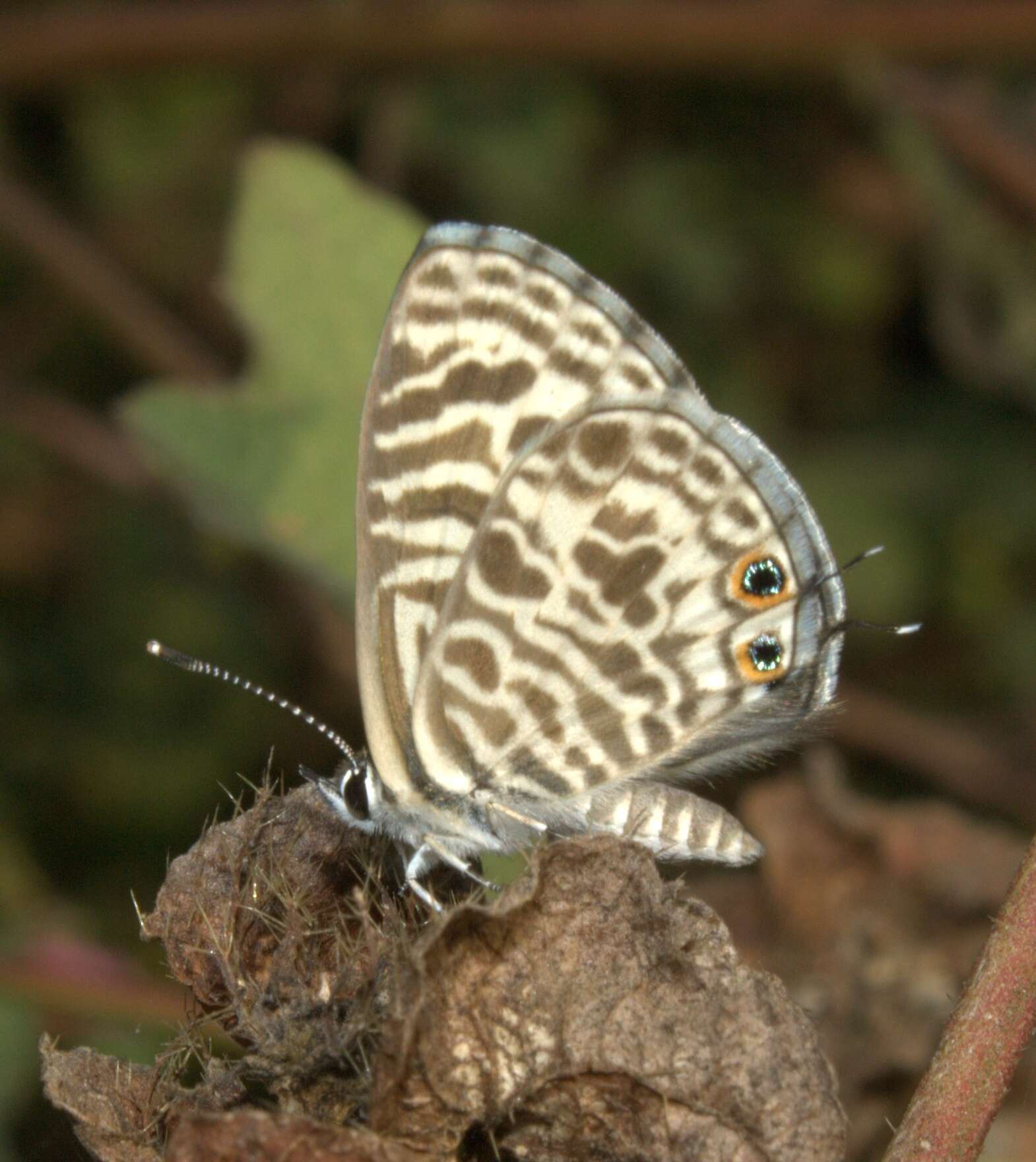 Image of Leptotes plinius