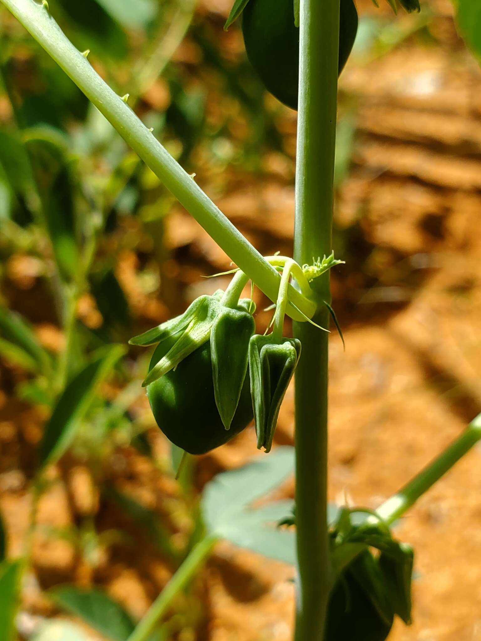 Imagem de Basananthe heterophylla Schinz