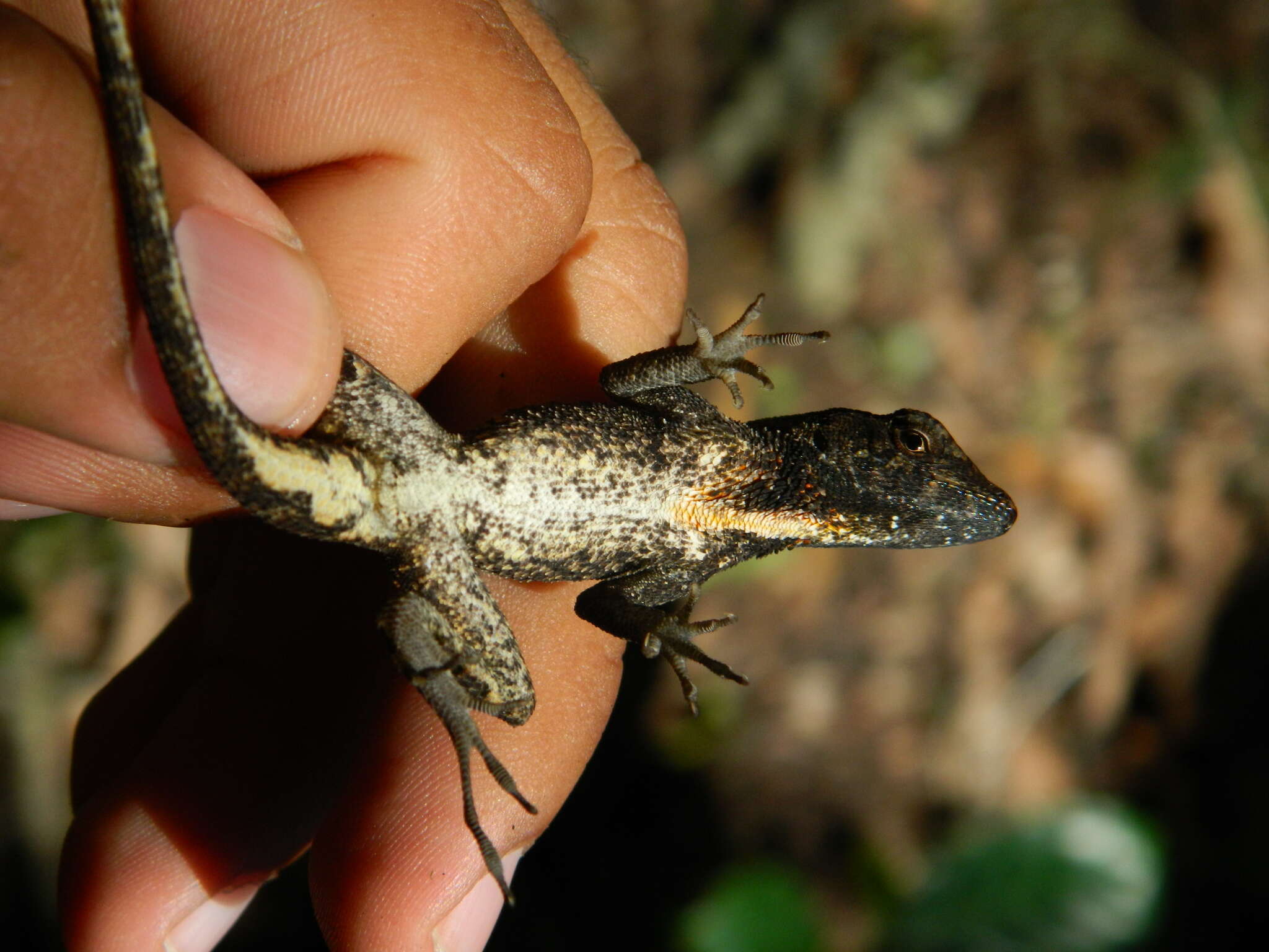 Plancia ëd Anolis tropidonotus Peters 1863