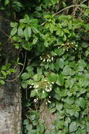 Image of Hydrangea fauriei (Hayata) Y. De Smet & Granados