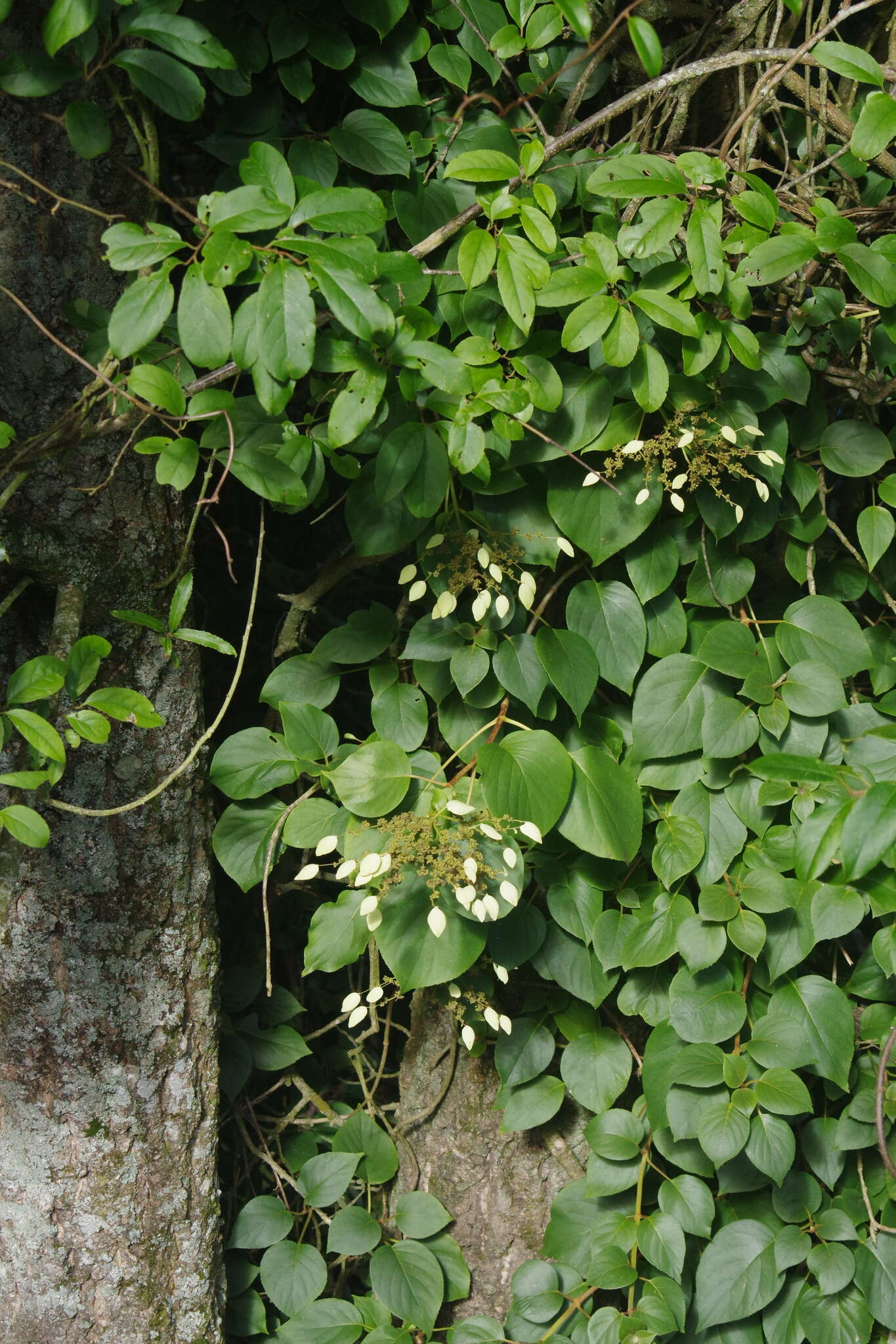 Image of Hydrangea fauriei (Hayata) Y. De Smet & Granados