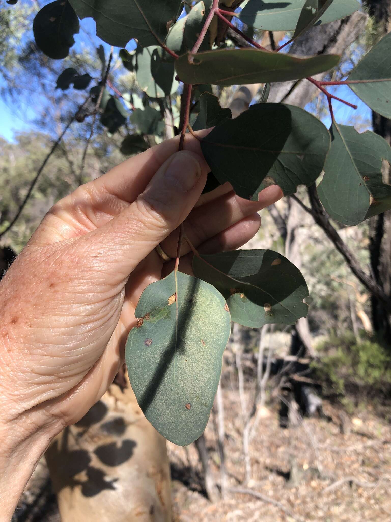 Image of Eucalyptus prava L. A. S. Johnson & K. D. Hill