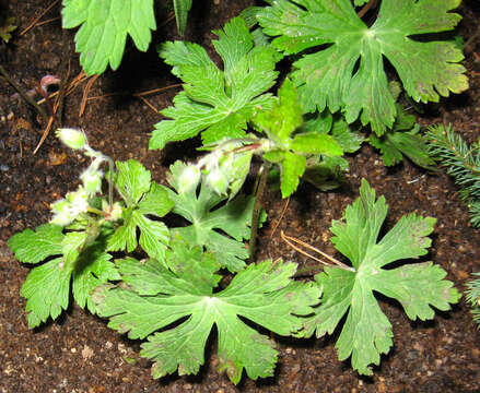 Image of spotted geranium