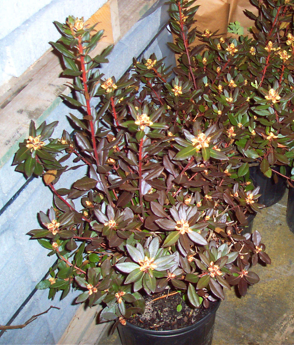 Plancia ëd Rhododendron minus Michx.