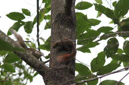 Image of Callosciurus finlaysonii bocourti (Milne-Edwards 1867)