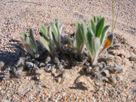 Слика од Craniospermum subvillosum Lehm.